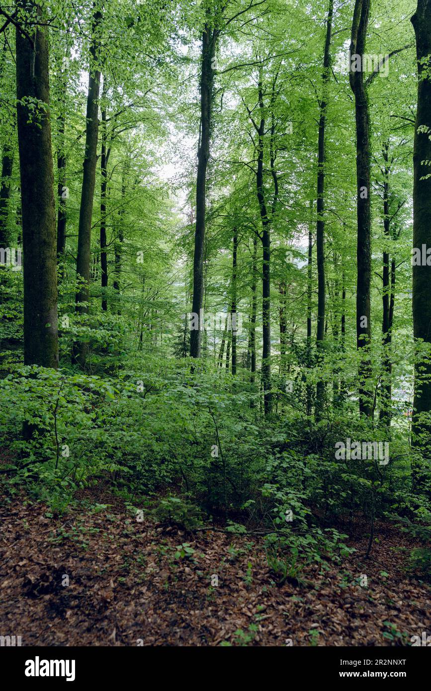 Arrière-plan de la forêt de printemps. C'est la forêt de Sihlwald à Zurich, en Suisse. Banque D'Images