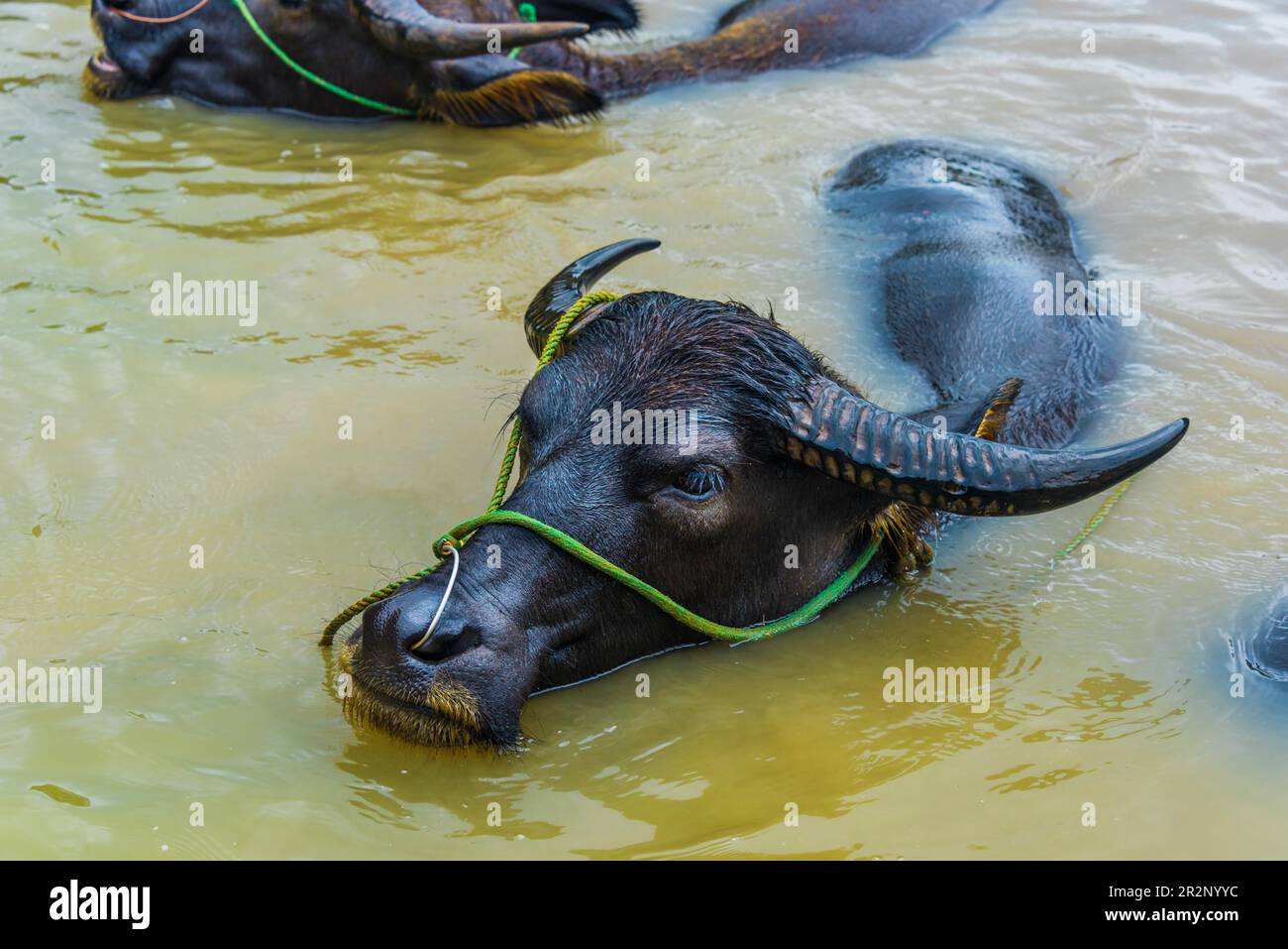 Des buffles d'eau asiatiques qui refroidisse dans le lac de Ninh Binh, au Vietnam Banque D'Images