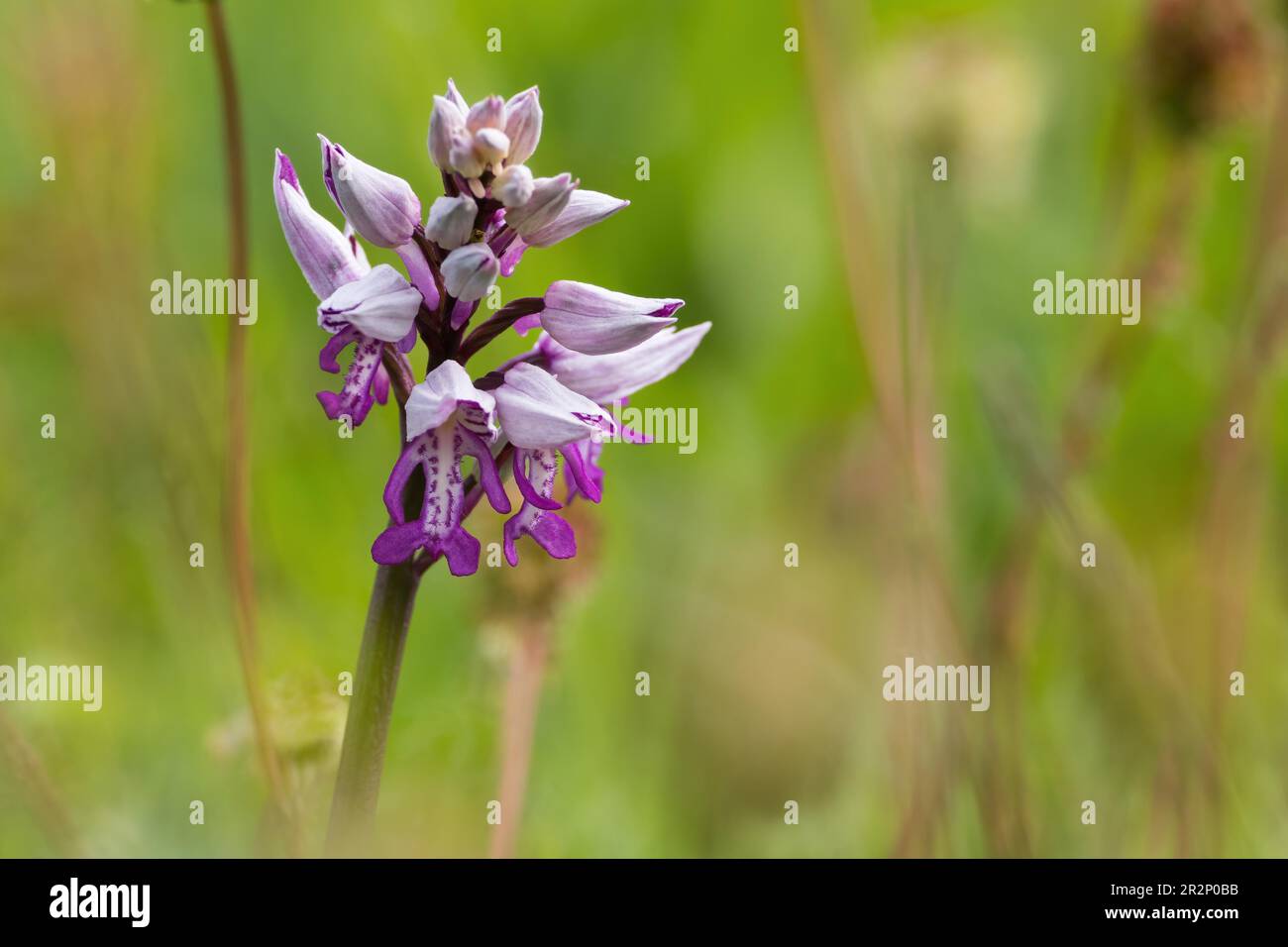 Fleur de l'orchidée du casque (Orchis militaris), Hesse, Allemagne Banque D'Images