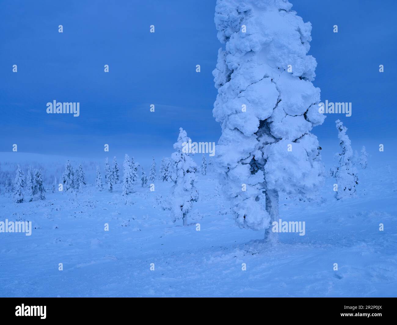 Arbres enneigés dans le parc national d'Urho Kekkonen, Laponie, Finlande Banque D'Images