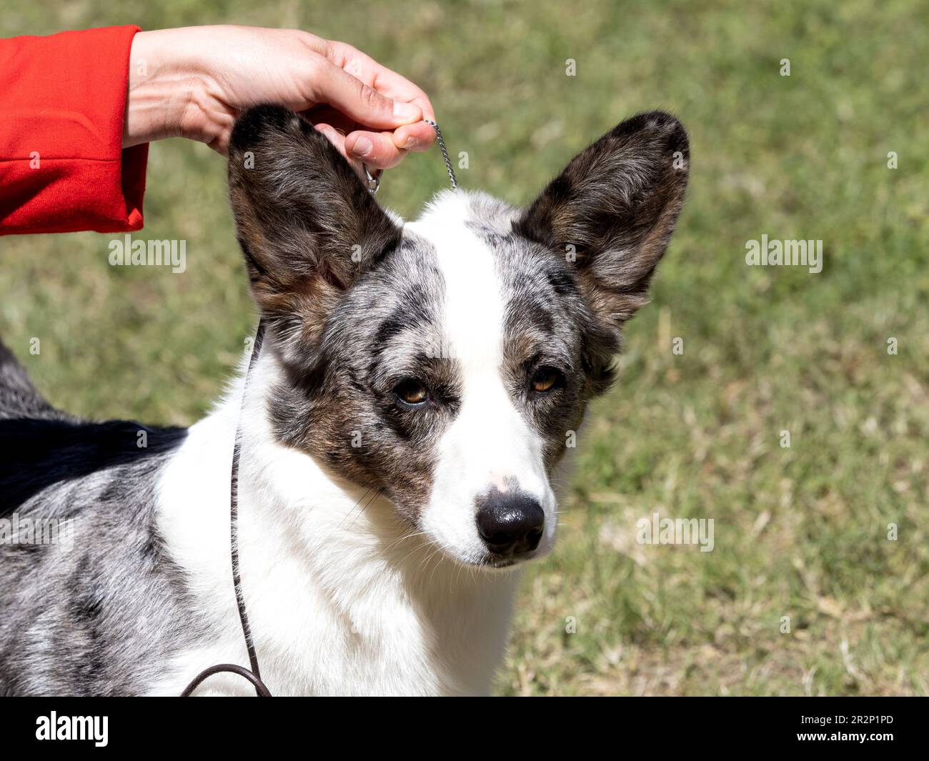 Cardigan Welsh chien de race Corgi tenu par la main de son propriétaire Banque D'Images