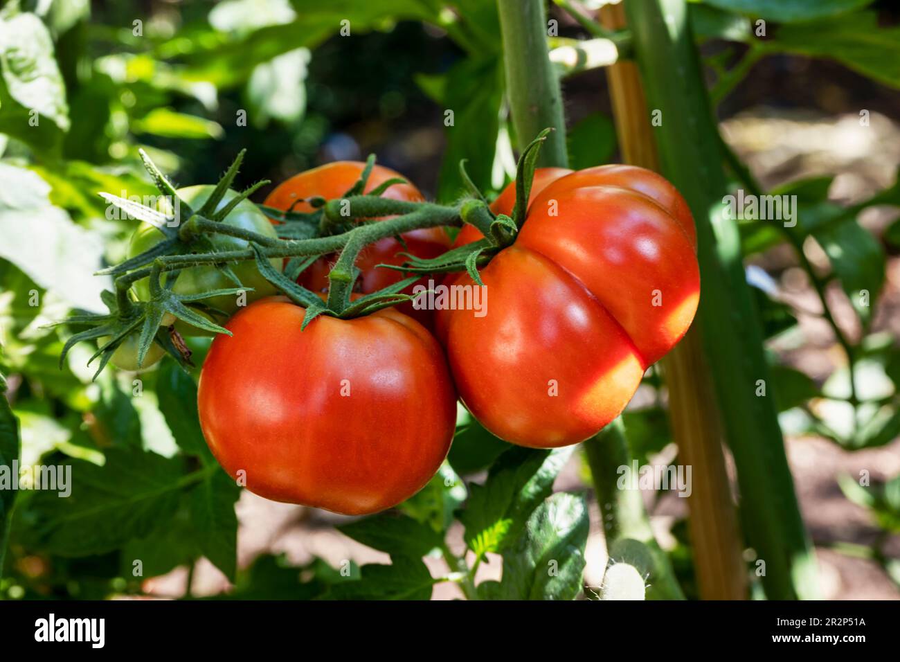trois tomates récoltables, grandes et rouges et une tomate verte sur la brousse Banque D'Images