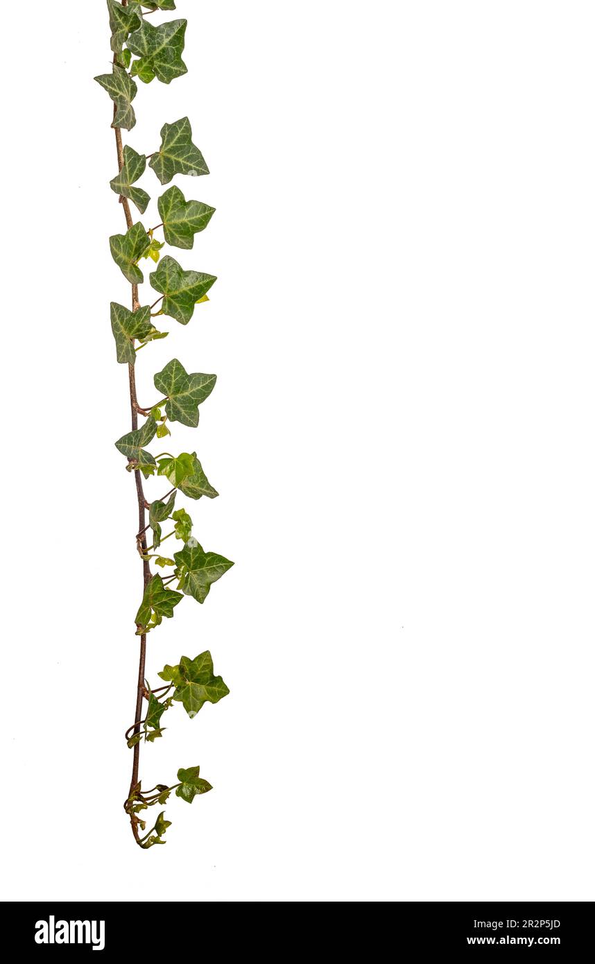 Branche Ivy avec des feuilles vertes, isolée sur blanc avec un chemin d'écrêtage inclus, espace de copie Banque D'Images