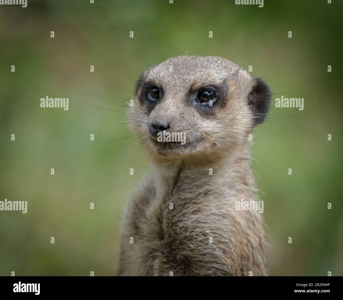 Un mignon meerkat gros plan qui se pose devant l'appareil photo Banque D'Images