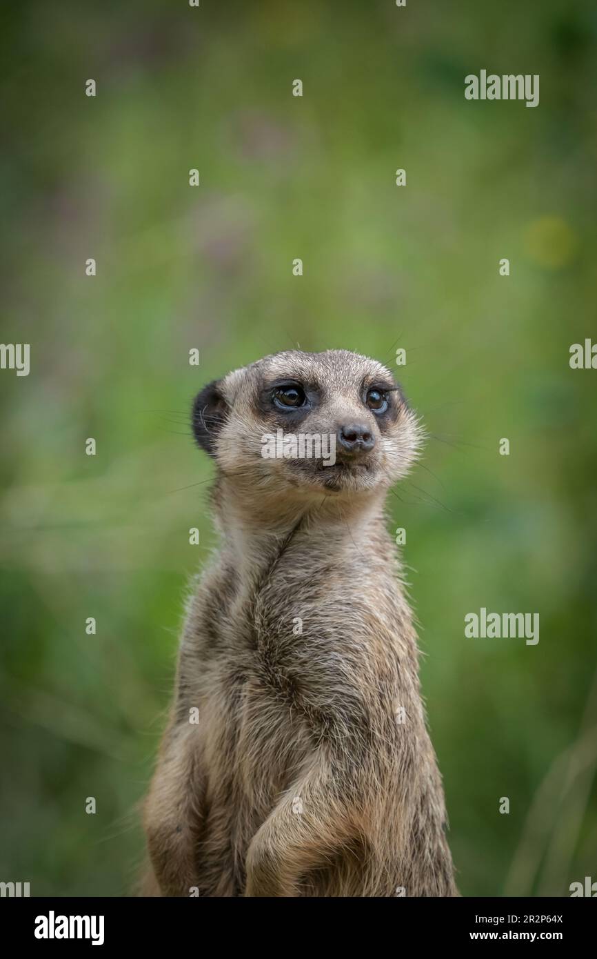 Un mignon meerkat gros plan qui se pose devant l'appareil photo Banque D'Images