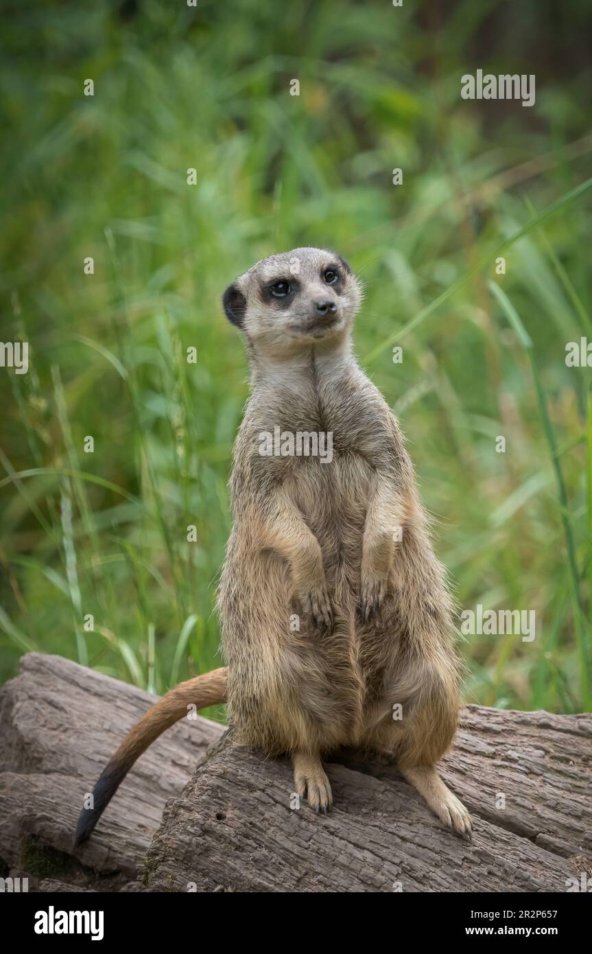 Un mignon meerkat gros plan qui se pose devant l'appareil photo Banque D'Images
