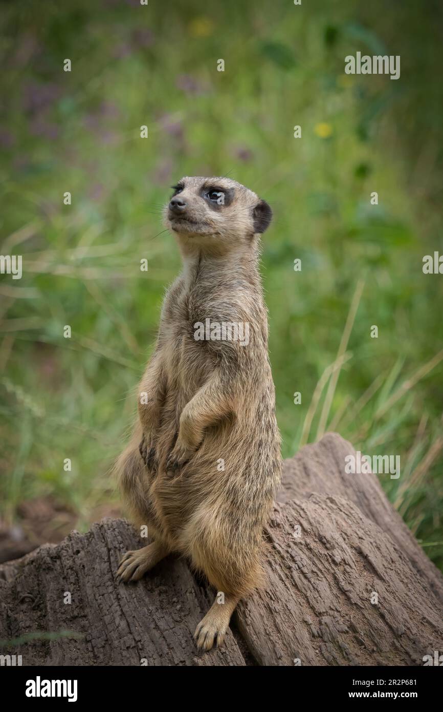 Un mignon meerkat gros plan qui se pose devant l'appareil photo Banque D'Images