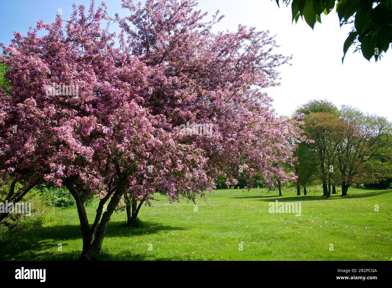 Paysage de printemps avec herbe verte et arbres à crabes à fleurs roses. Banque D'Images