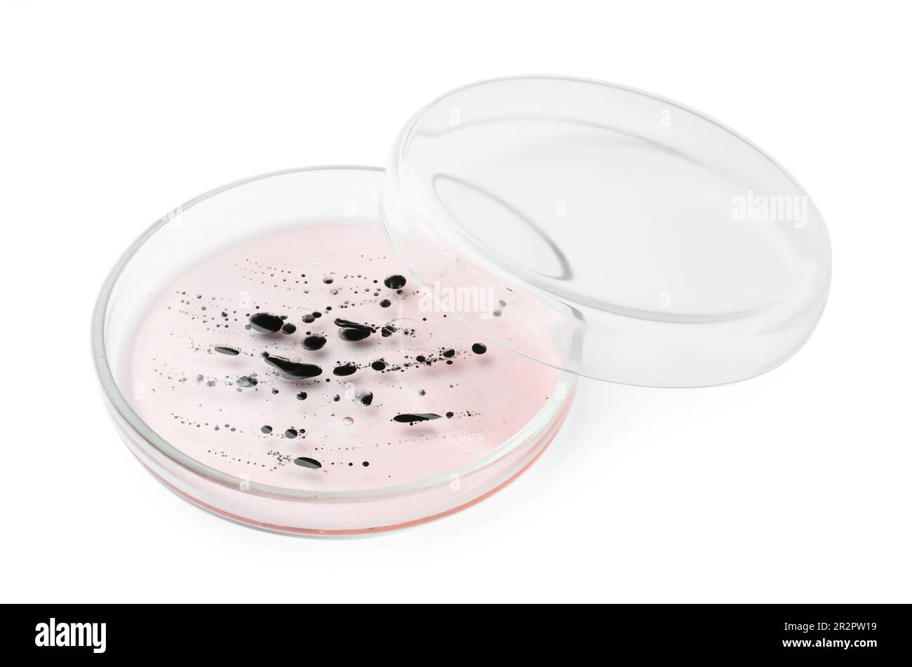 Boîte de Pétri avec bactéries sur fond blanc Banque D'Images