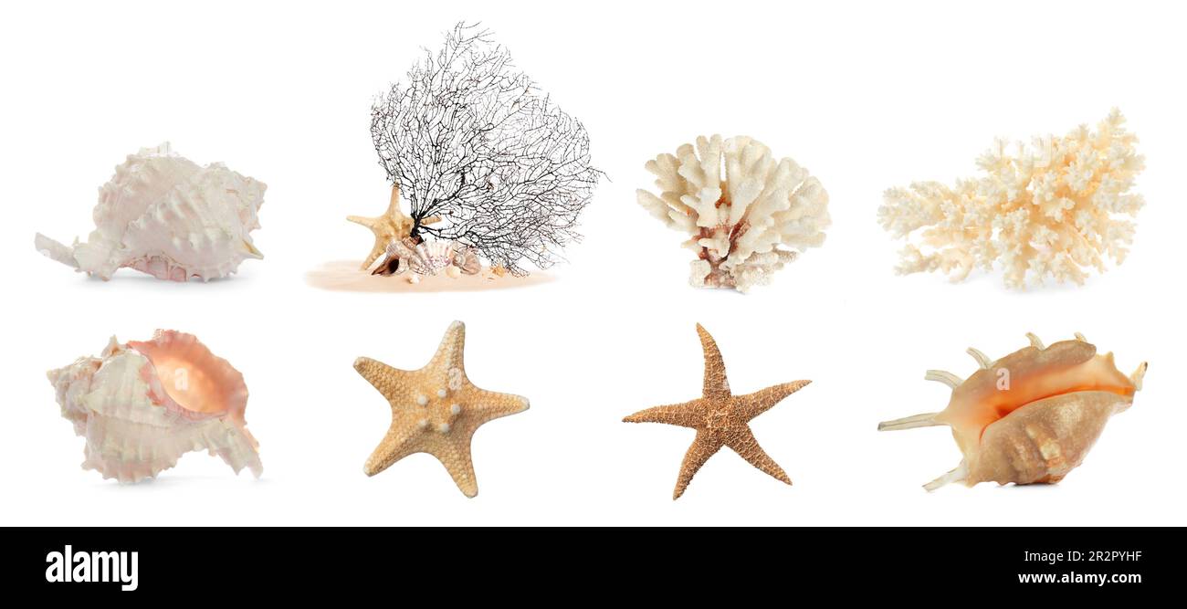 Ensemble de différents coquillages exotiques, étoiles de mer et coraux secs sur fond blanc. Bannière Banque D'Images