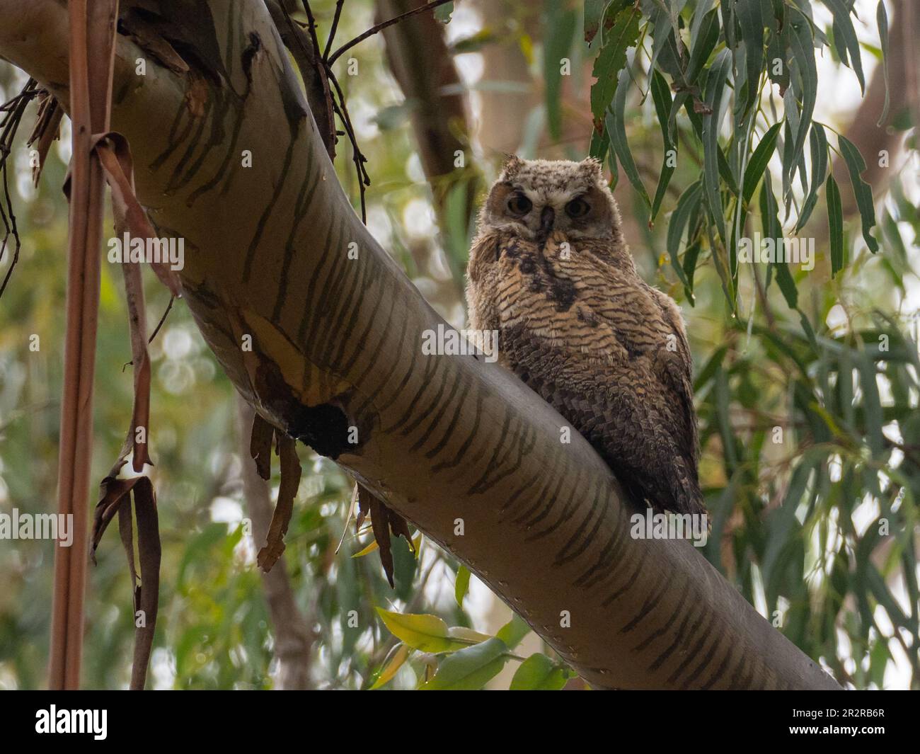 Grande chouette à cornes, Bubo virginianus, un jeune oiseau de Morro Bay, en Californie Banque D'Images