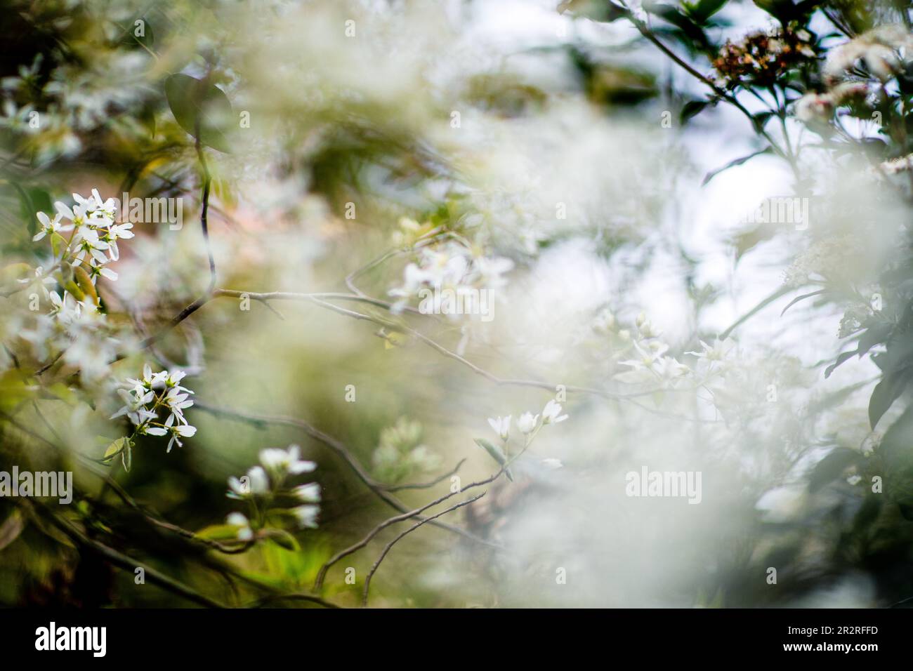 Des photos floues des couleurs du printemps abstrait lors d'une journée de printemps ensoleillée Banque D'Images