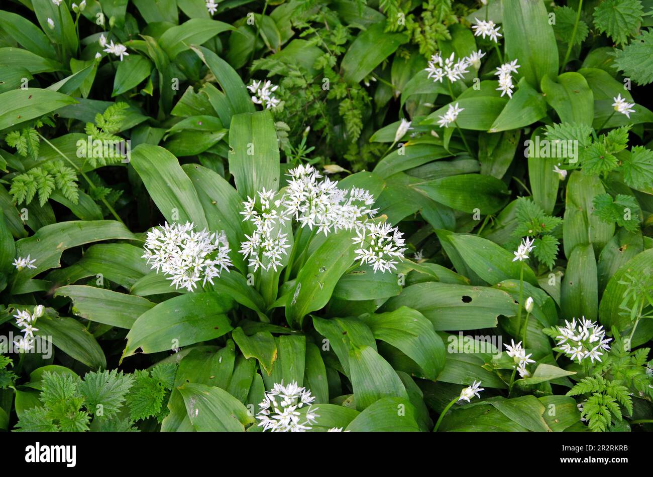 Ail sauvage dans un cadre naturel. Allium ursinum. Gros plan Banque D'Images