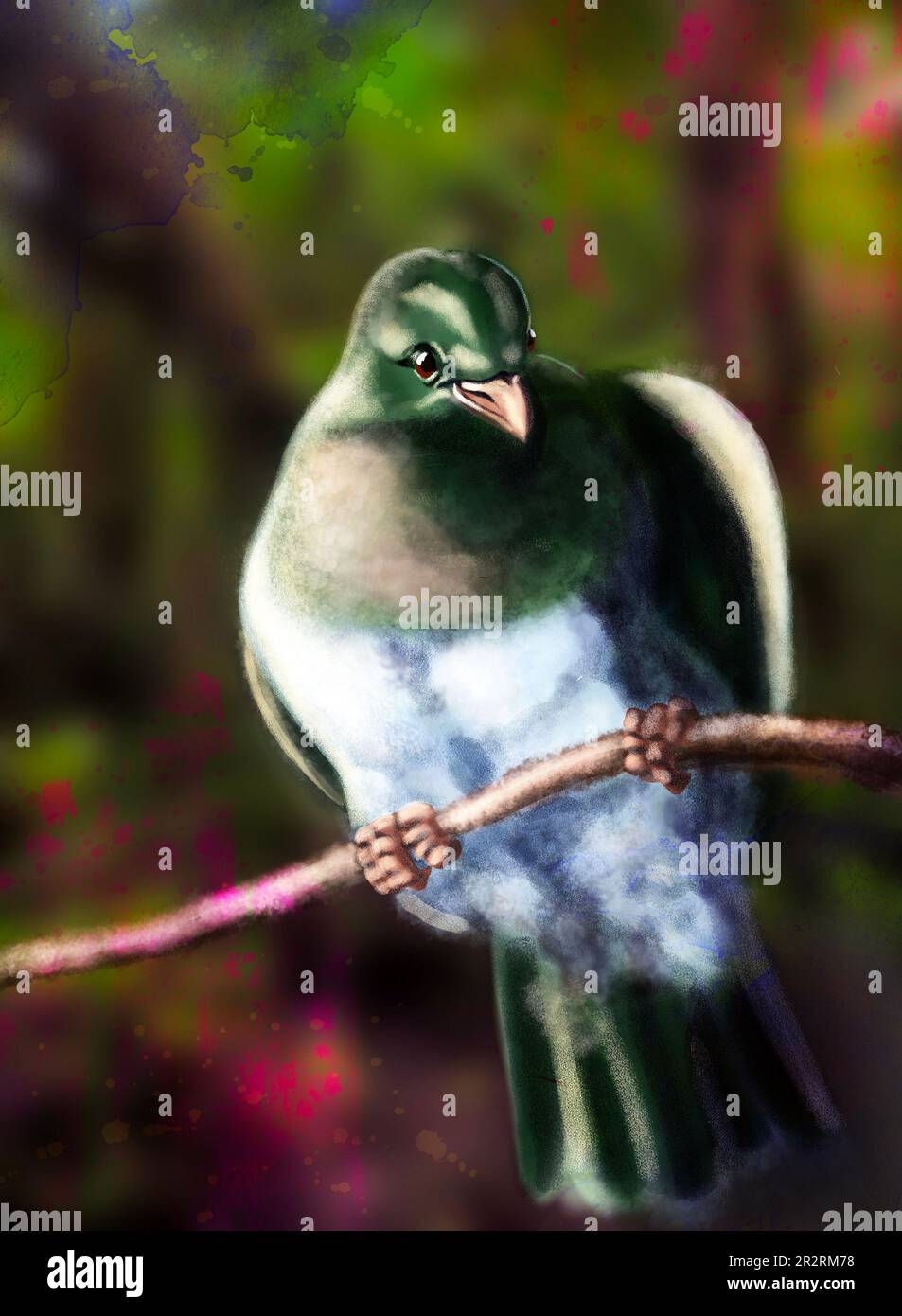 Illustration numérique - New Zealand endémique Wood Pigeon, un gros oiseau regardant le spectateur Banque D'Images