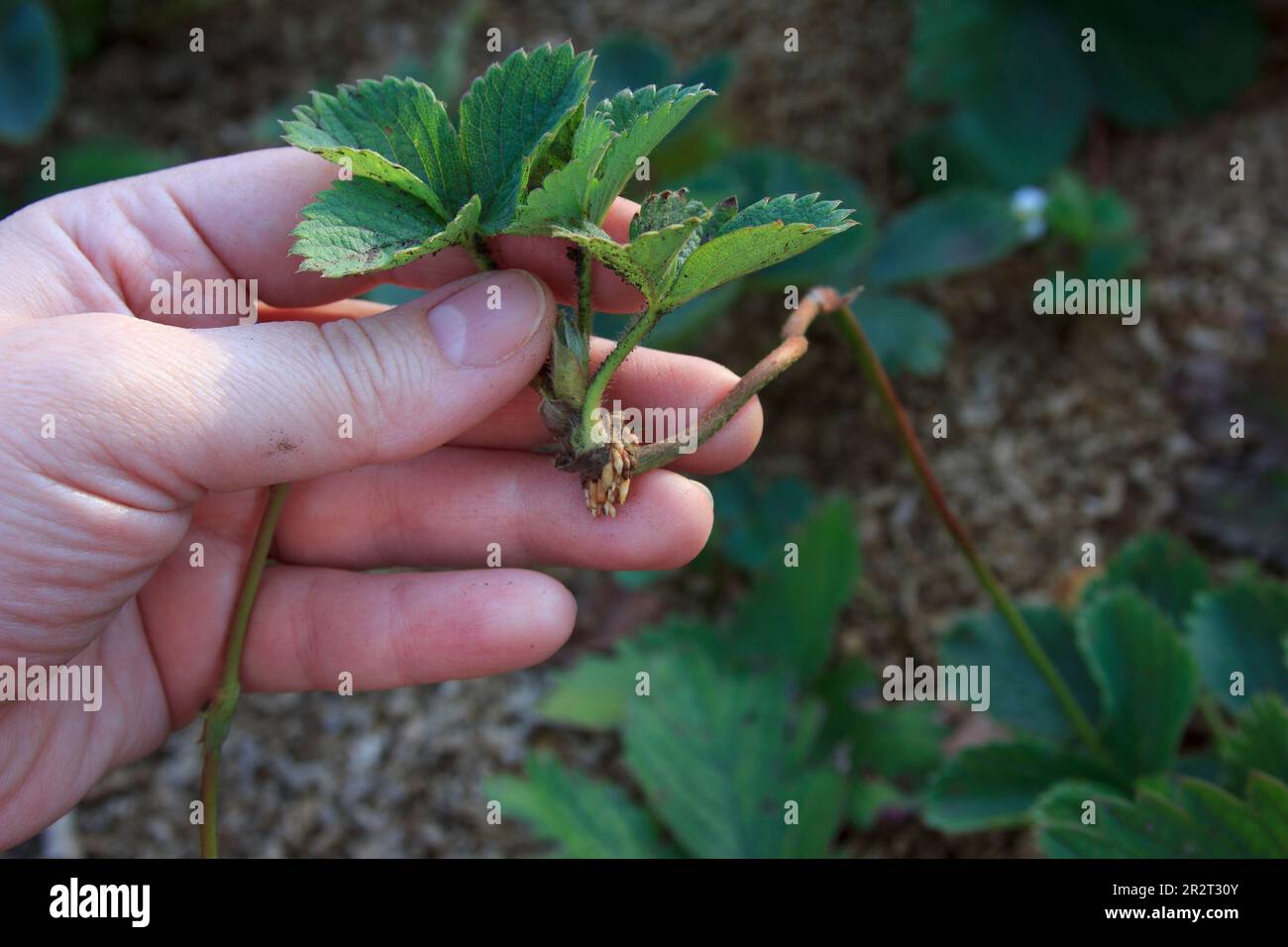 Fraise. Jeunes pousses d'une brousse de baies dans une main d'un fermier. Pousses et racines d'une brousse de baies de près. Végétation et reproduction au printemps. Banque D'Images