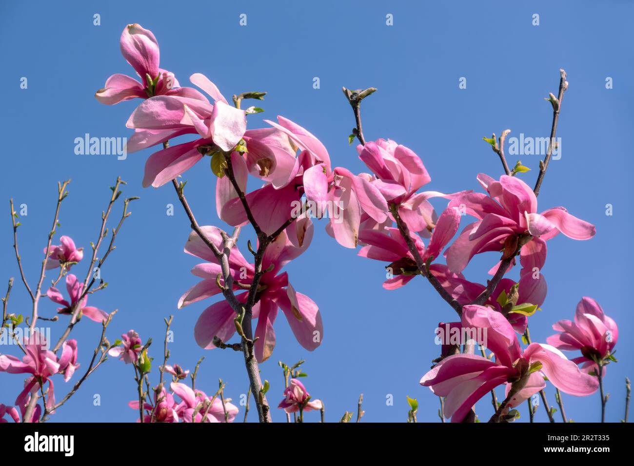 Magnifique arbre violet Jane magnolia poussant sur fond bleu ciel, symbolisant la pureté, la beauté, la longévité, la chance, et la stabilité Banque D'Images