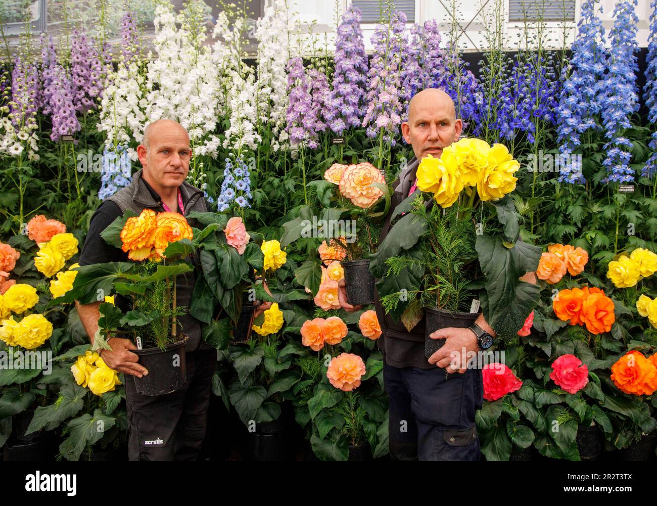 Londres, Royaume-Uni. 212 mai 2023. Dernière accumulation au RHS Chelsea Flower Show. Les exposants mettent la touche finale à leurs expositions avant le jour de la presse et la visite de HRH King Charles III et Queen Camilla demain. Le spectacle de fleurs s'étend de 22 mai à 27 mai. Crédit : Karl Black/Alay Live News Banque D'Images