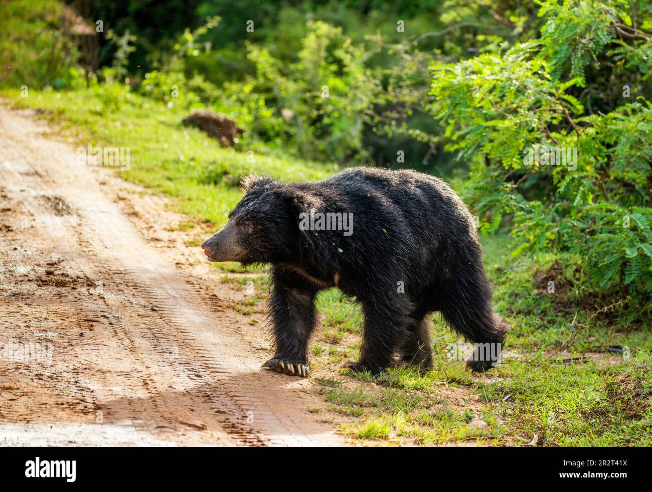 L'ours sloth sri-lankais (Melursus ursinus inornatus) est en marche le long de la route dans le parc national de Yala. Sri Lanka. Banque D'Images