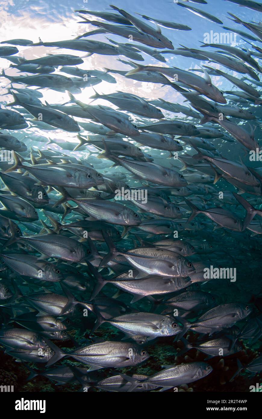 École de Bigeye Trevally, Caranx sexfasciatus, site de plongée de Barracuda point, île de Sipadan, Sabah, Malaisie Banque D'Images