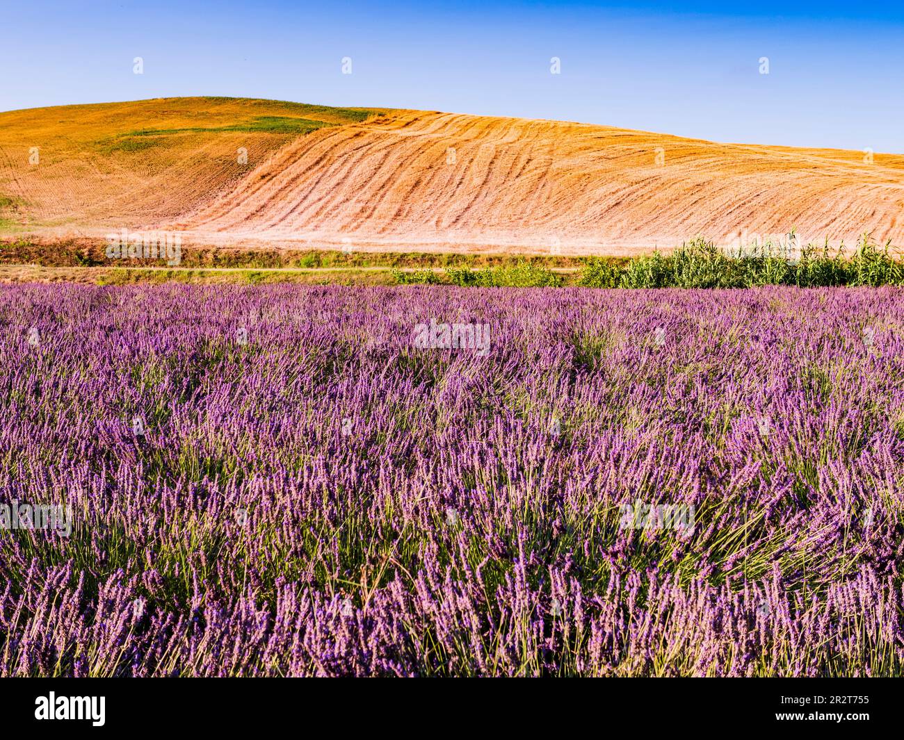 Superbe champ de lavande avec herbe verte et collines ondoyantes en arrière-plan, Toscane, Italie Banque D'Images