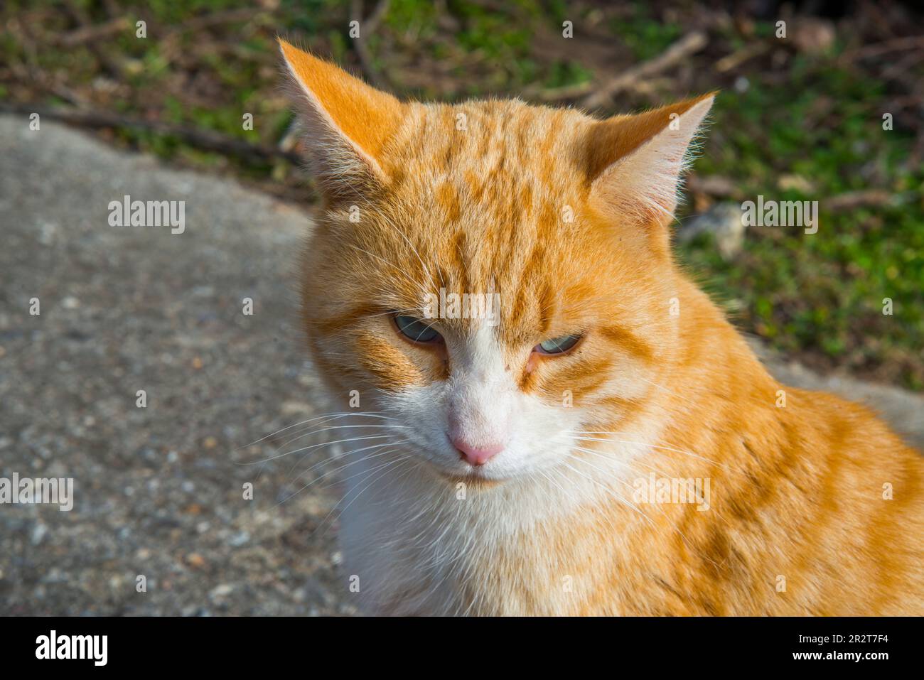 Tabby et blanc. Voir de très près. Banque D'Images