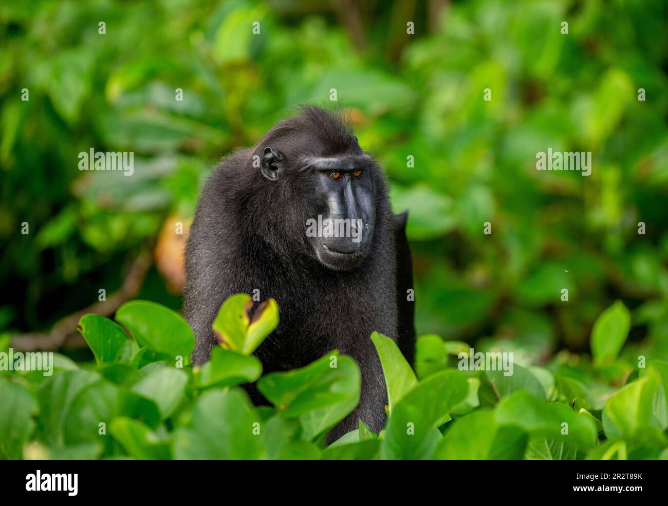 Celebes macaque à crête parmi la végétation tropicale. Indonésie. Sulawesi. Banque D'Images