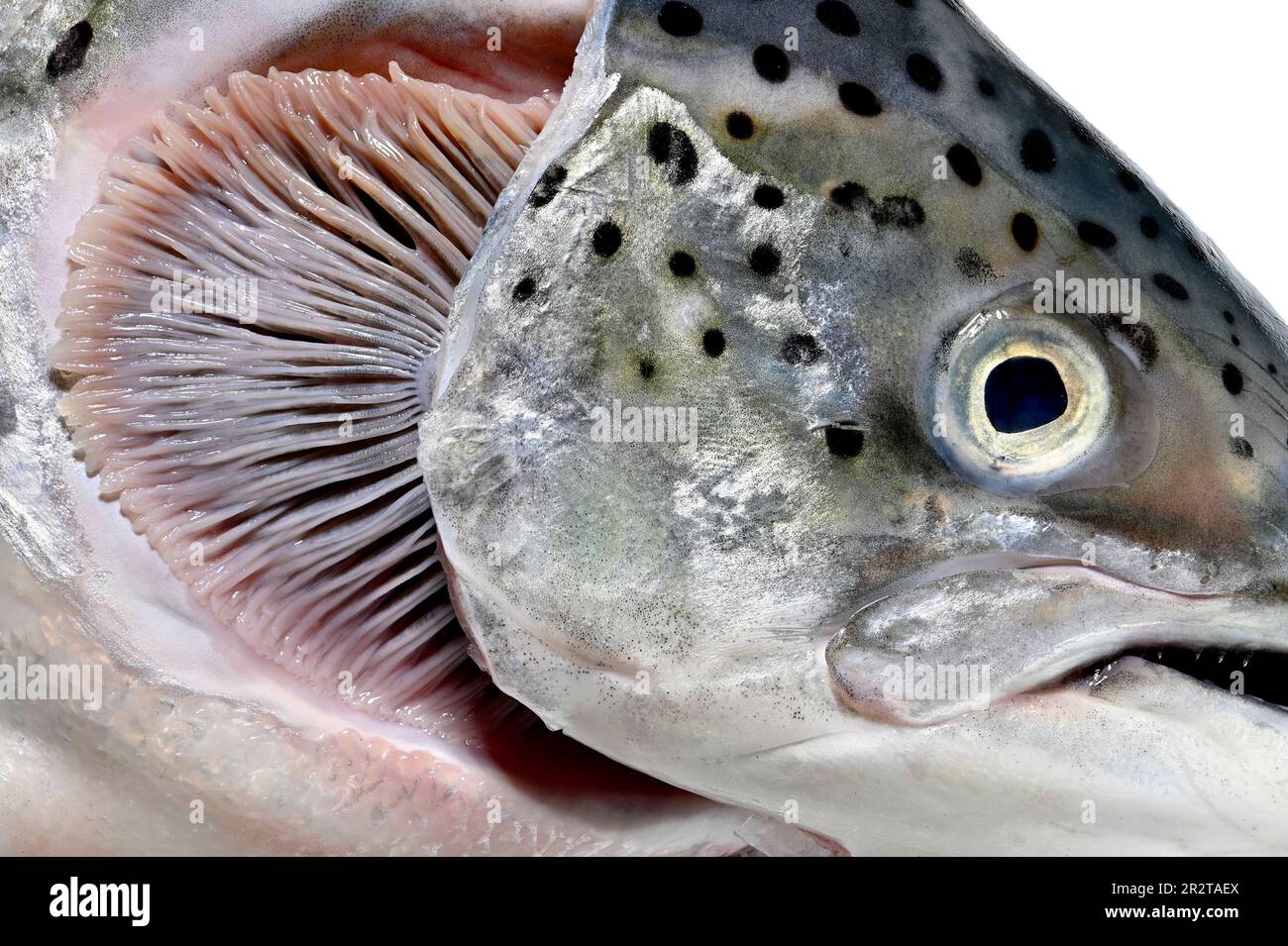 Saumon (Salmo salar) gros plan de la tête montrant les branchies après le retrait du couvercle des branchies Banque D'Images