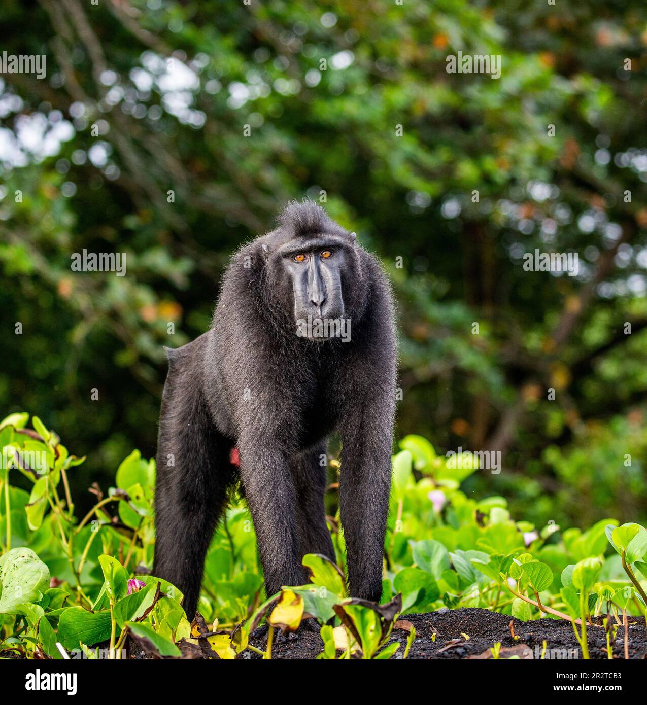 Celebes macaque à crête est debout sur le sable sur fond de jungle. Indonésie. Sulawesi. Banque D'Images