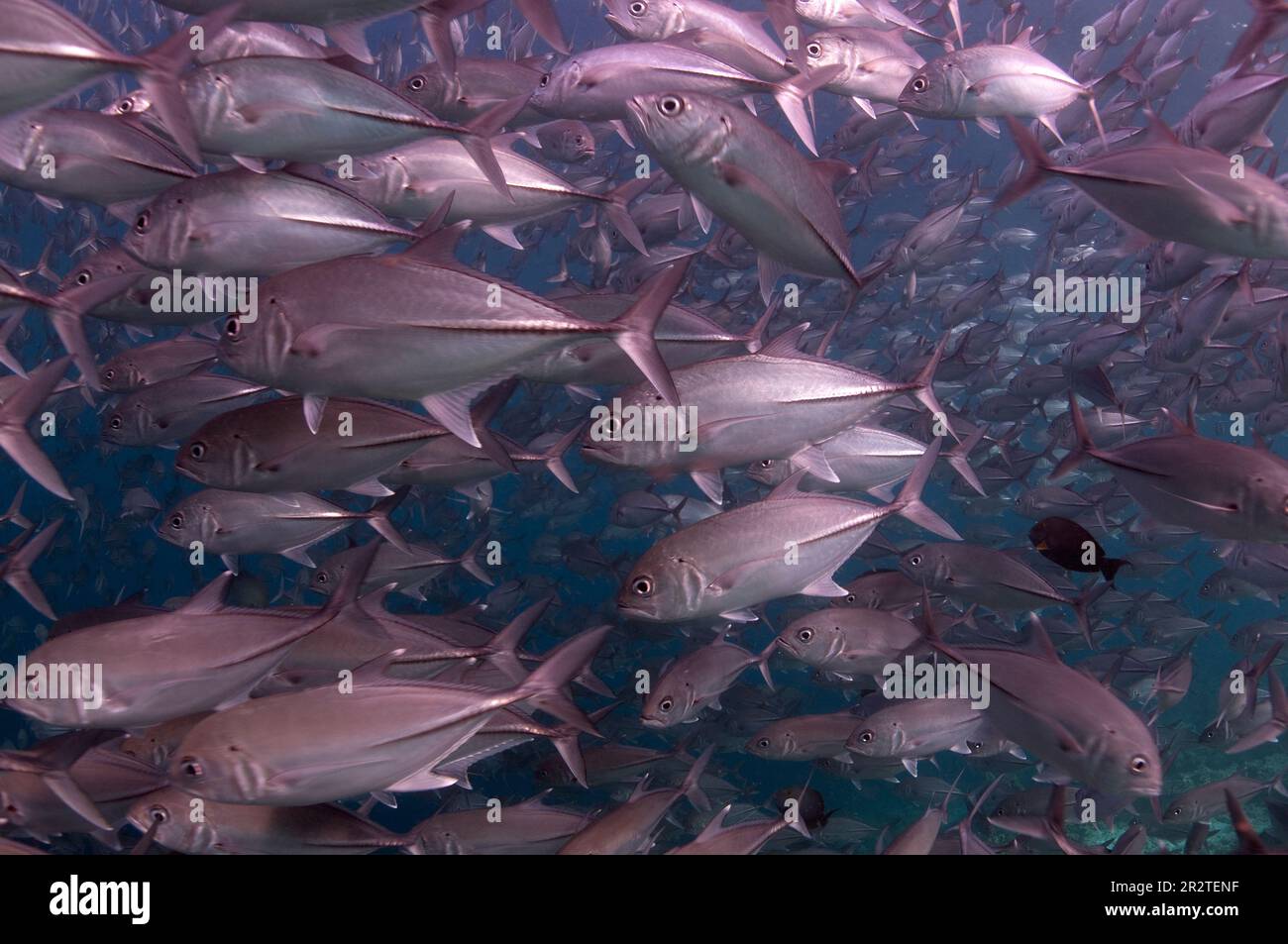 École de Bigeye Trevally, Caranx sexfasciatus, site de plongée de Barracuda point, île de Sipadan, Sabah, Malaisie Banque D'Images