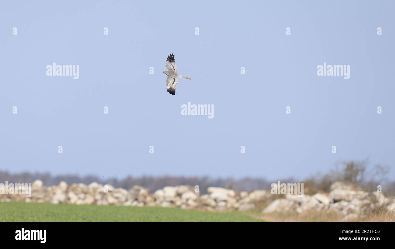 Un mâle de Montagus vole au-dessus du champ vert Banque D'Images