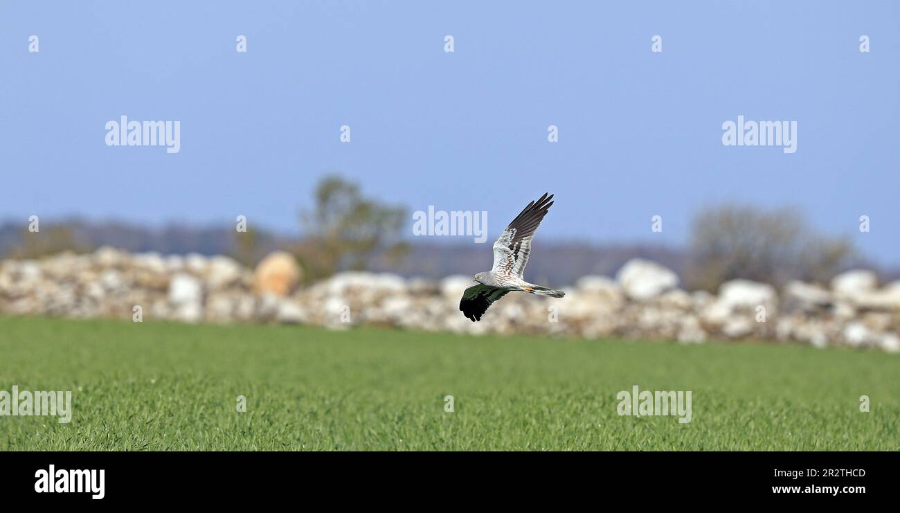 Un mâle de Montagus vole au-dessus du champ vert Banque D'Images