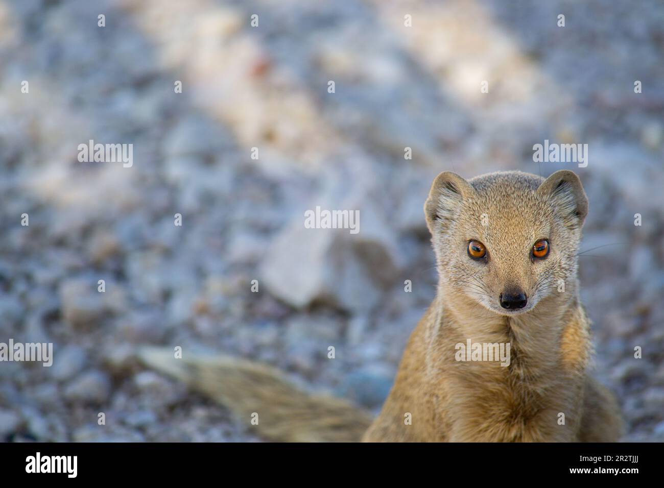 Meerkat dans le parc national de Kgalagadi, une zone protégée dans le désert en Afrique du Sud Banque D'Images