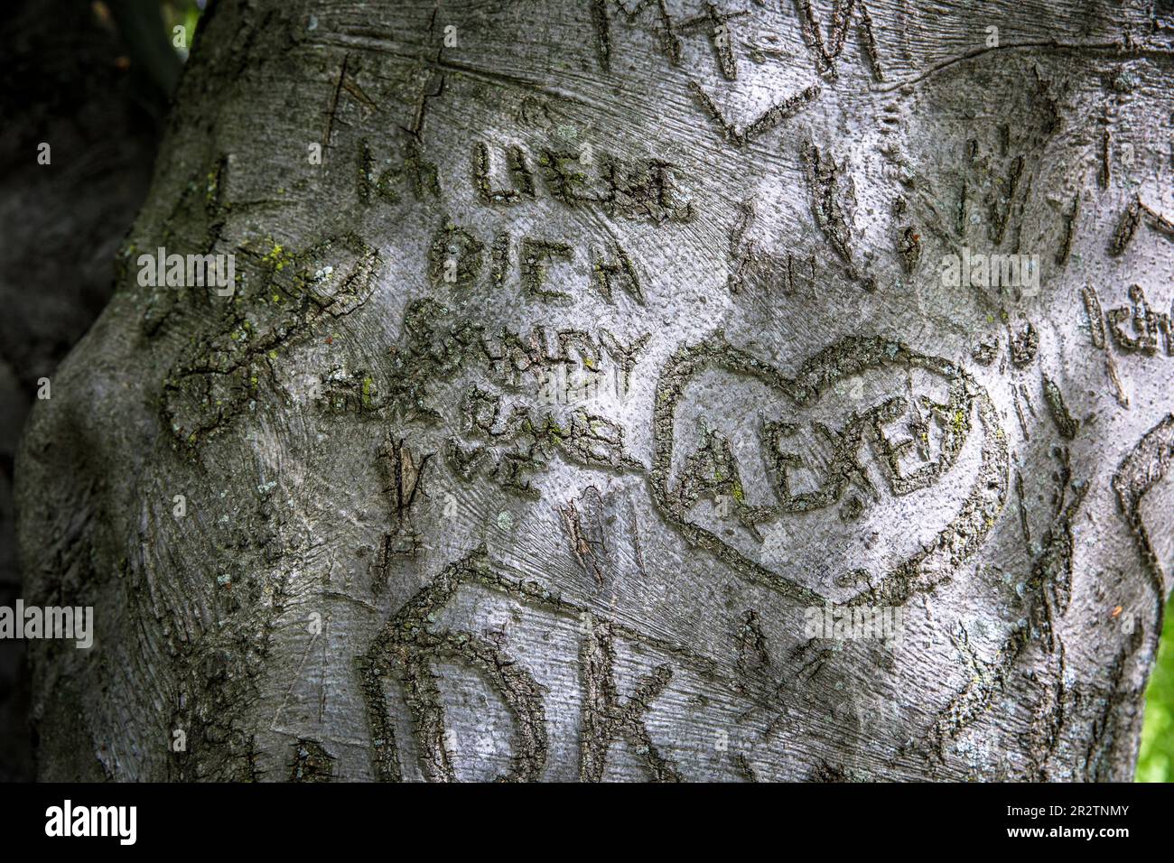 Coeurs sculptés dans l'écorce d'un hêtre dans le parc du Rhin dans le quartier Deutz, Cologne, Allemagne. Herzen in der Rinde einer Buché im Rheinpark im S Banque D'Images
