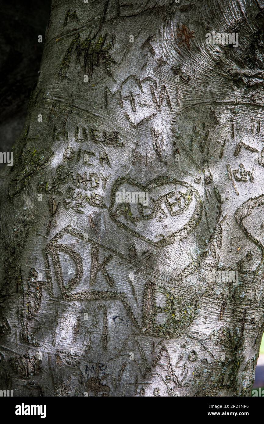 Coeurs sculptés dans l'écorce d'un hêtre dans le parc du Rhin dans le quartier Deutz, Cologne, Allemagne. Herzen in der Rinde einer Buché im Rheinpark im S Banque D'Images