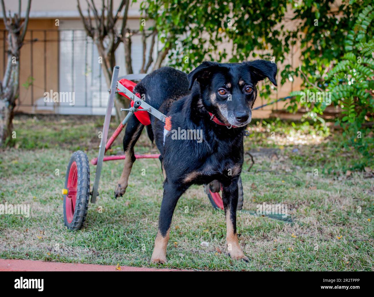chien noir handicapé utilisant un fauteuil roulant pour chien Banque D'Images