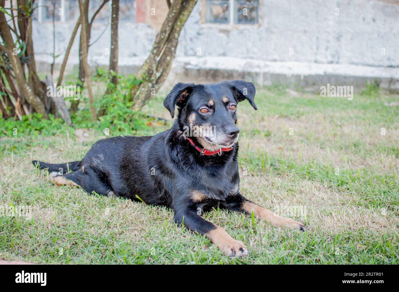 chien noir physiquement handicapé allongé sur l'herbe Banque D'Images