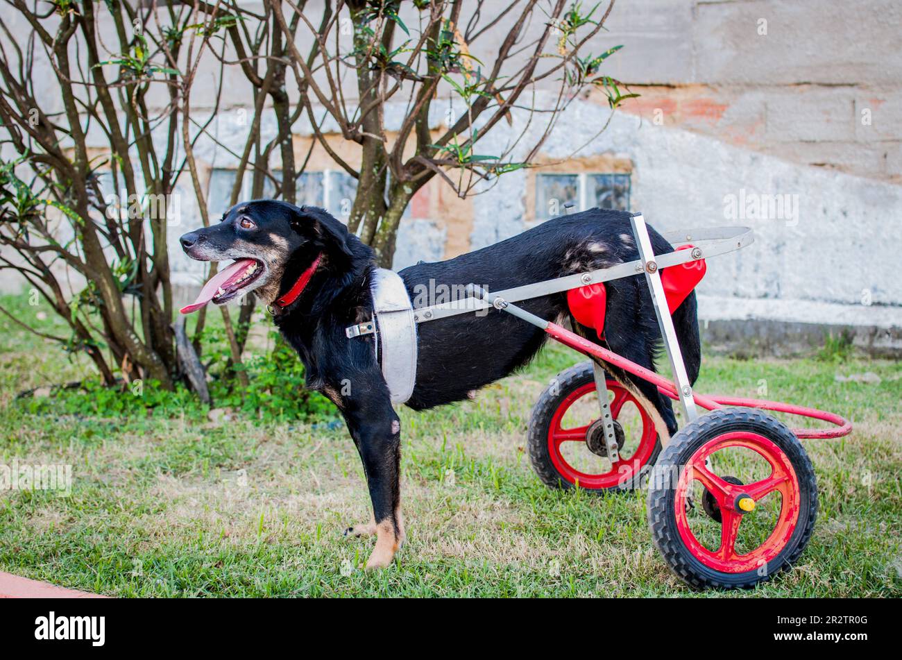 chien noir handicapé utilisant un fauteuil roulant pour chien Banque D'Images