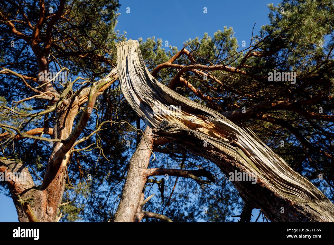 Vieux pin dans la lande de Westruper, Haltern am See, Rhénanie-du-Nord-Westphalie, Allemagne. alte Kiefer in der Westruper Heide, Haltern am See, Nordrhein-West Banque D'Images