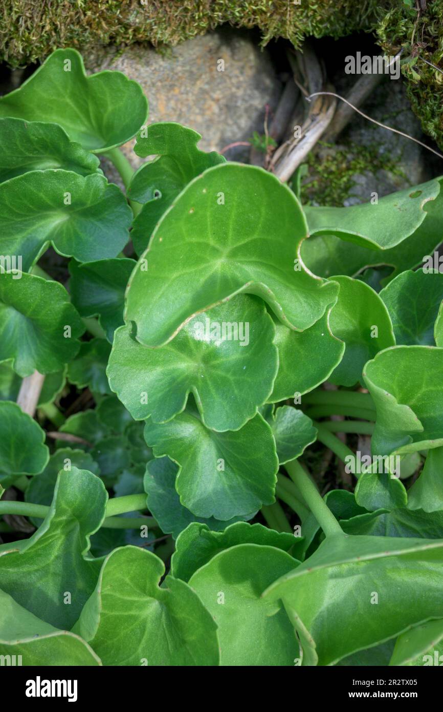 plante sauvage à feuilles succulentes à côté de la mousse au milieu de la forêt Banque D'Images