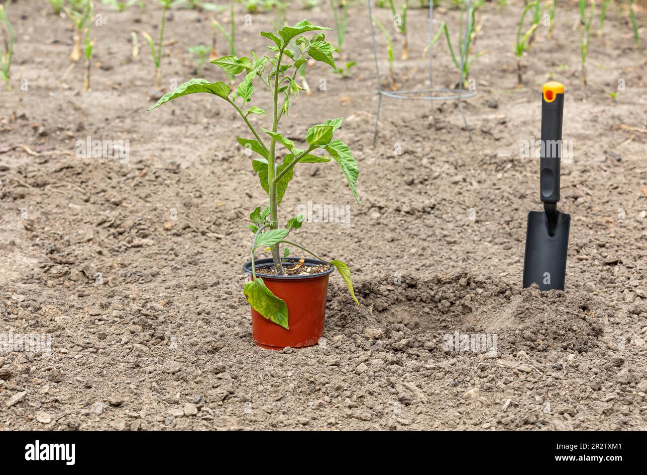 Plantation d'une plante de tomate dans le jardin. Jardinage, produits biologiques et concept de potager. Banque D'Images