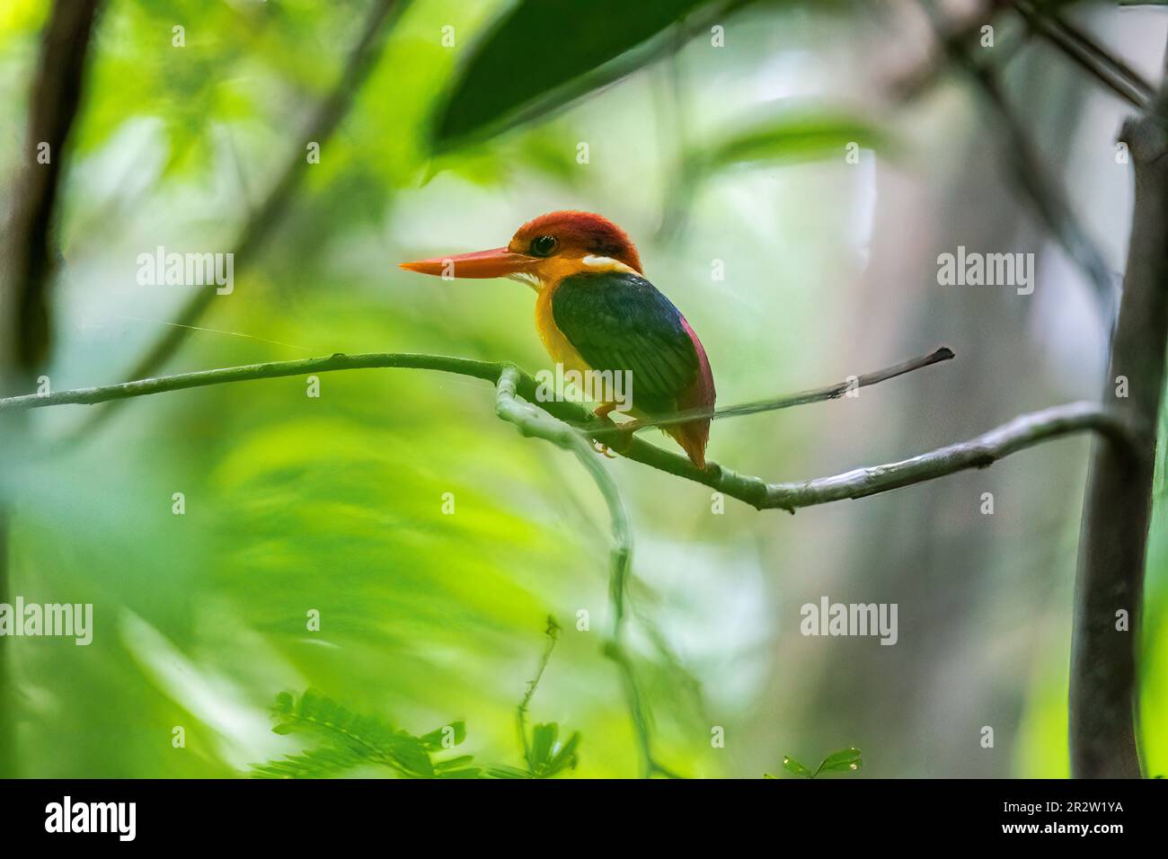 Un nain oriental Kingfisher aka ODKF perché sur une petite branche dans les jungles profondes à la périphérie de Thattekad, Kerala Banque D'Images