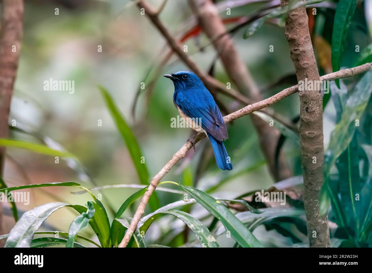 Un attrape-mouche bleu à gorge bleue perché sur une petite branche à l'intérieur des forêts profondes de Thattekad dans le Kerala Banque D'Images
