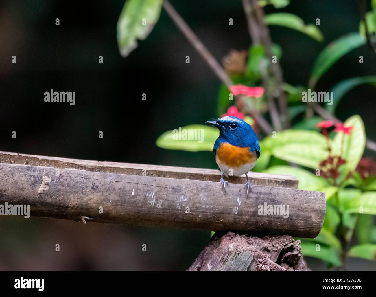 Un attrape-mouche bleu à gorge bleue perché sur une petite branche à l'intérieur des forêts profondes de Thattekad dans le Kerala Banque D'Images