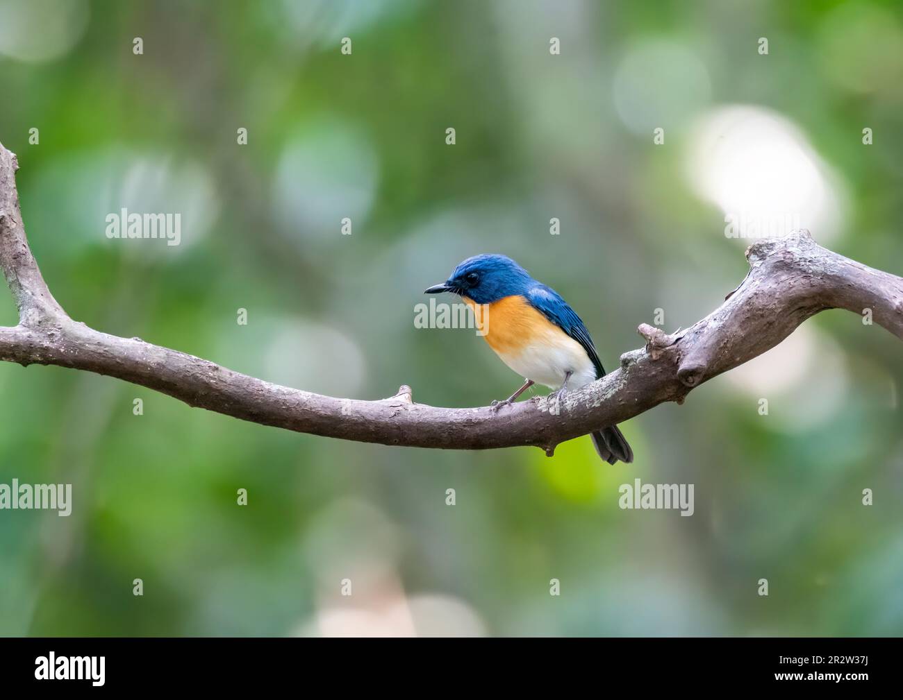 Un Tickerls bleu flycatcher perché sur une petite branche à la périphérie de Thattekad, Munnar Banque D'Images