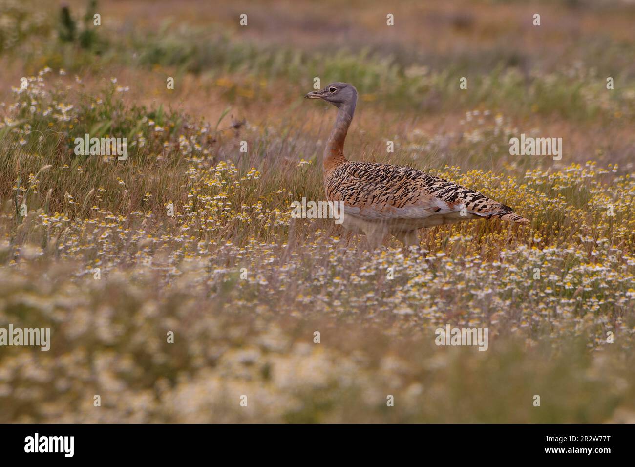 Grande Bustard femelle (Otis tarda) Banque D'Images