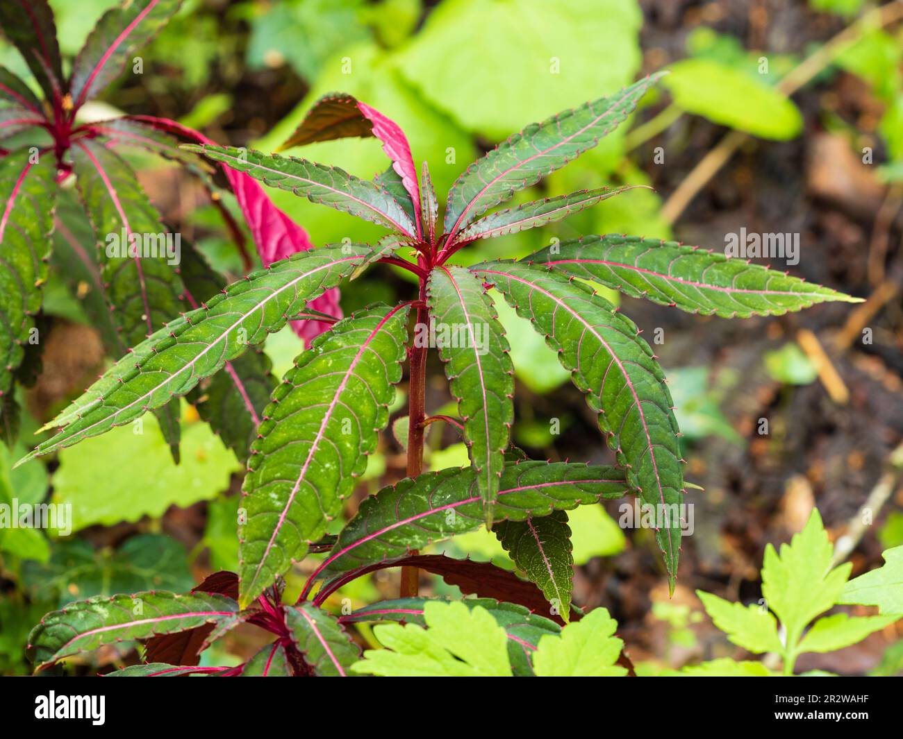 Feuillage de palmate veiné rouge de la vivace robuste lizzie occupé, Impatiens omeiana 'Pink nerfs' Banque D'Images