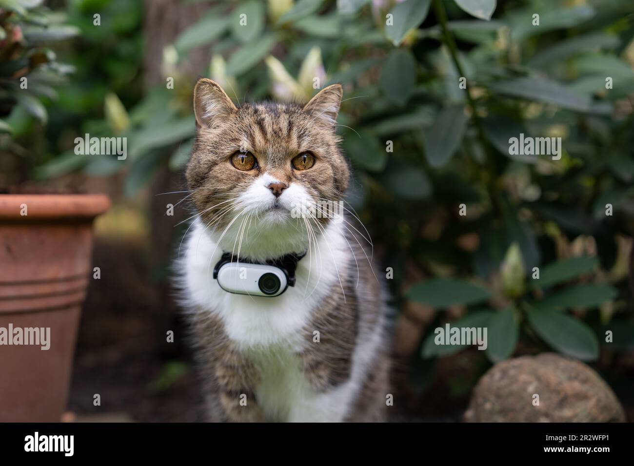 chat à l'extérieur dans le jardin observant la zone, en portant une petite  caméra de surveillance fixée au collier Photo Stock - Alamy