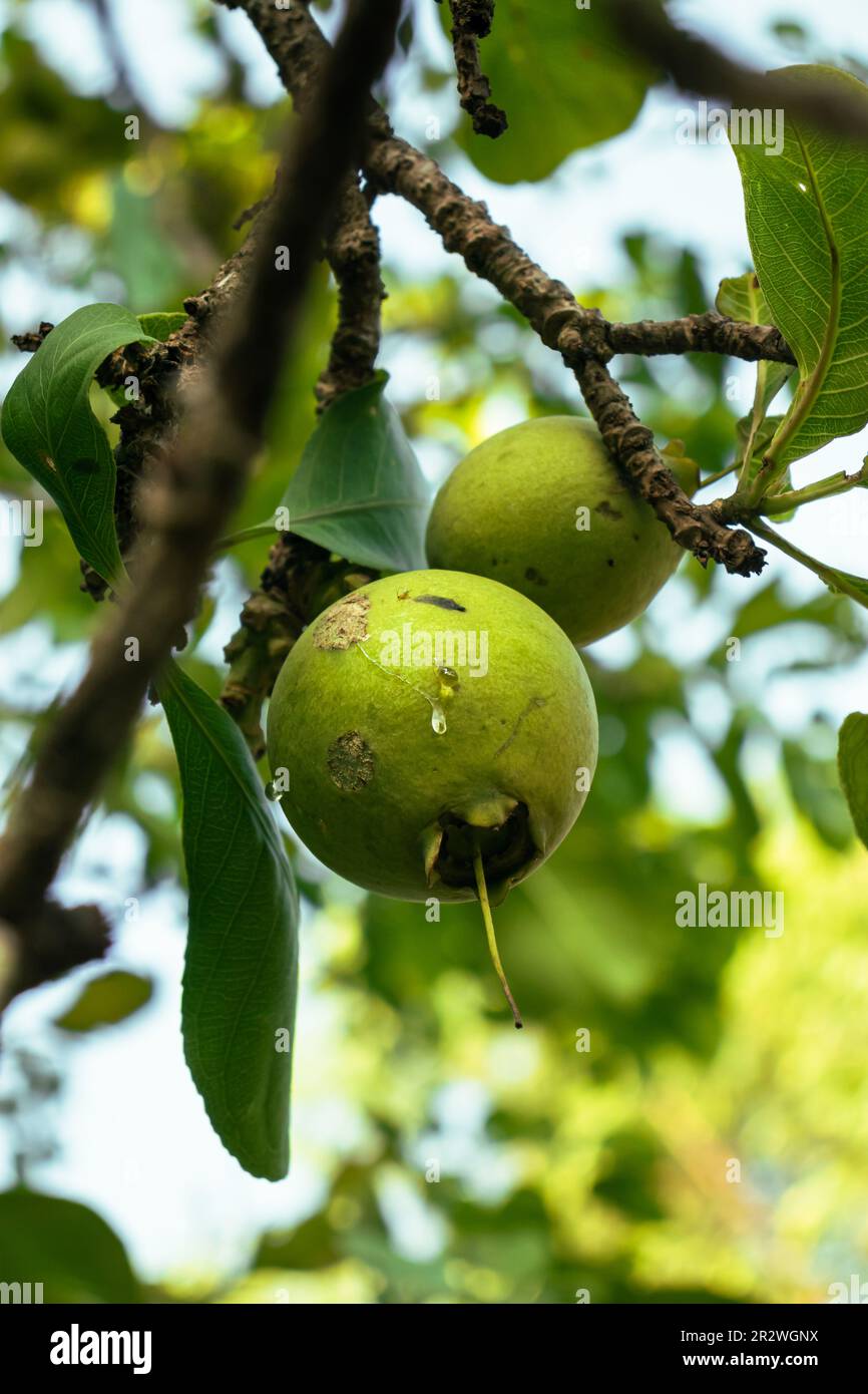 Fruits verts sur une branche d'arbre avec des feuilles dans le jardin. Banque D'Images