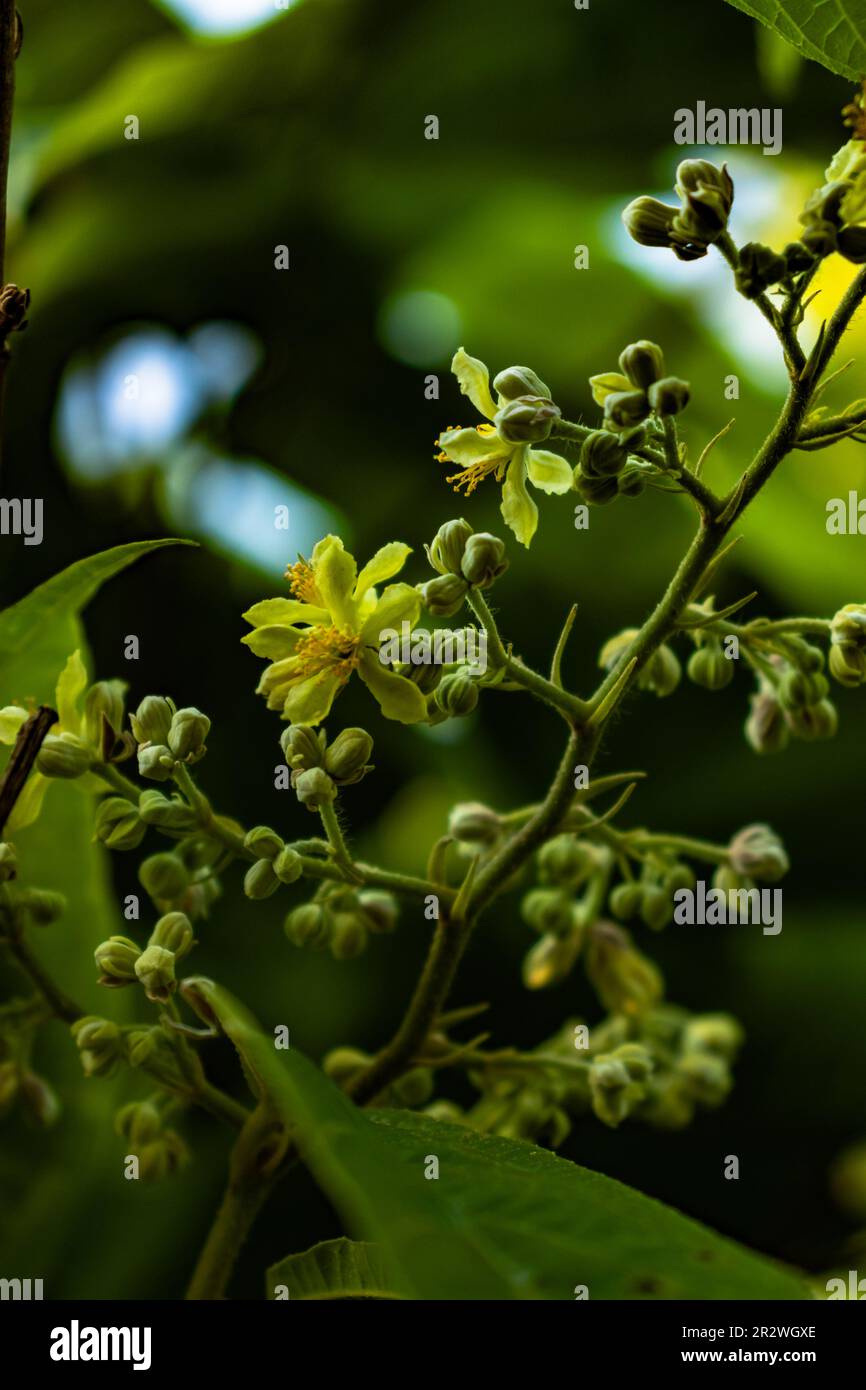 Gros plan de feuilles vertes et de fleurs jaunes sur l'arbre dans le jardin Banque D'Images