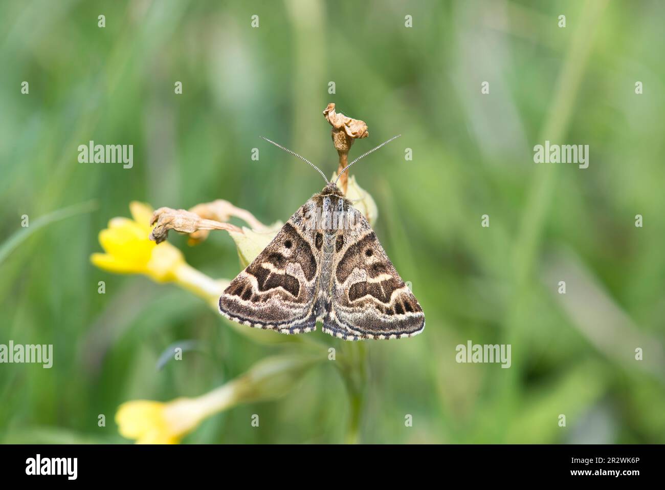 Mère Shipton Moth (Callistege mi), nommée en raison du modèle de foruding, a pensé à ressembler à la sorcière légendaire, mère Shipton, au repos sur le lâche Banque D'Images